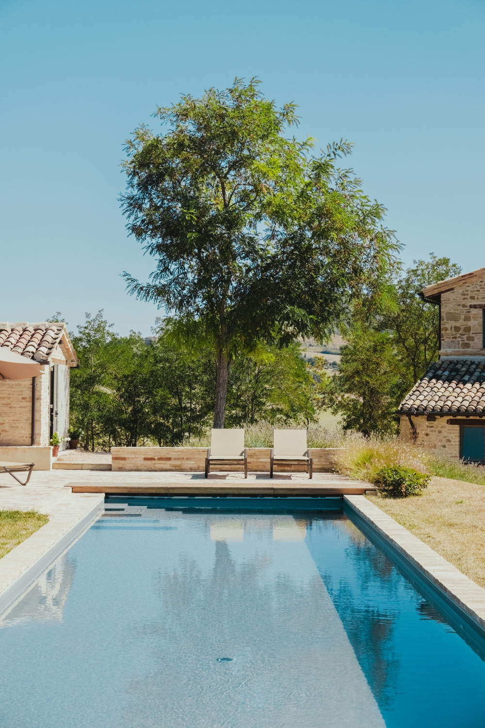 arbre vert  ct de la piscine pendant la journe